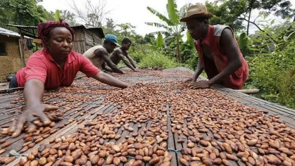 Cocoa farmers tending crops in Ghana.