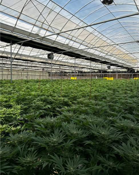 Cannabis plants cultivated under regulated medicinal program in Ghana.
